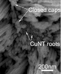 CuNT roots, are they the same as beetroots?   (Image from the paper referenced below)