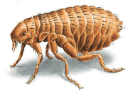 a real flea