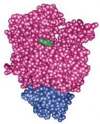 Profilactin - modified from the original in 'Molecular Biology of the Cell' by Alberts, et al.