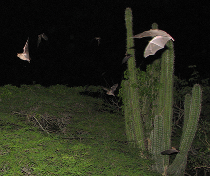 Murciélagos en Paraguaná